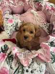 Maltipoo śliczny piesek