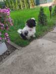 Shih Tzu piesek szuka kochającego domku