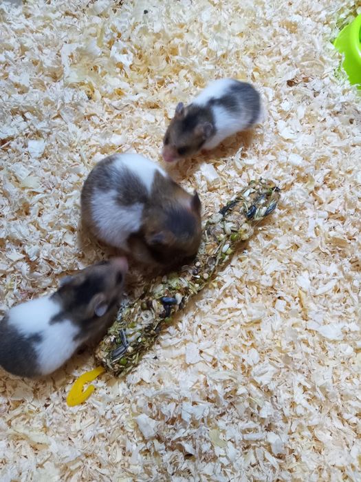 Młode chomiki syryjskie