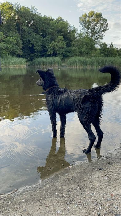Цуценя, терміново