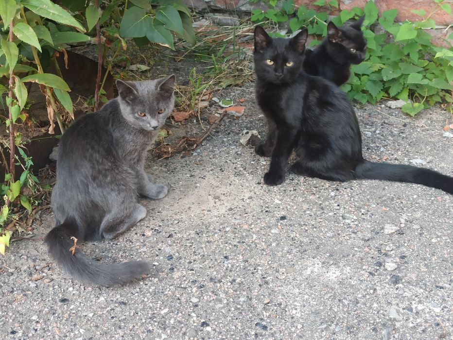 Котята, кошечка, котики