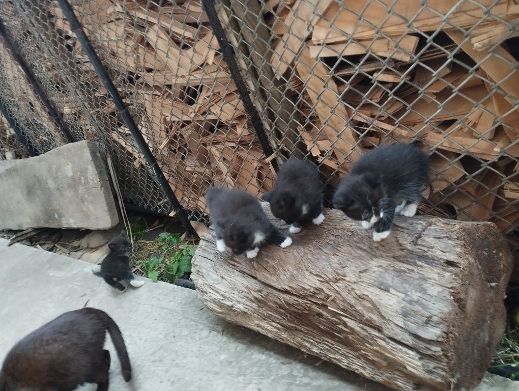 Віддам в добрі руки кошенят