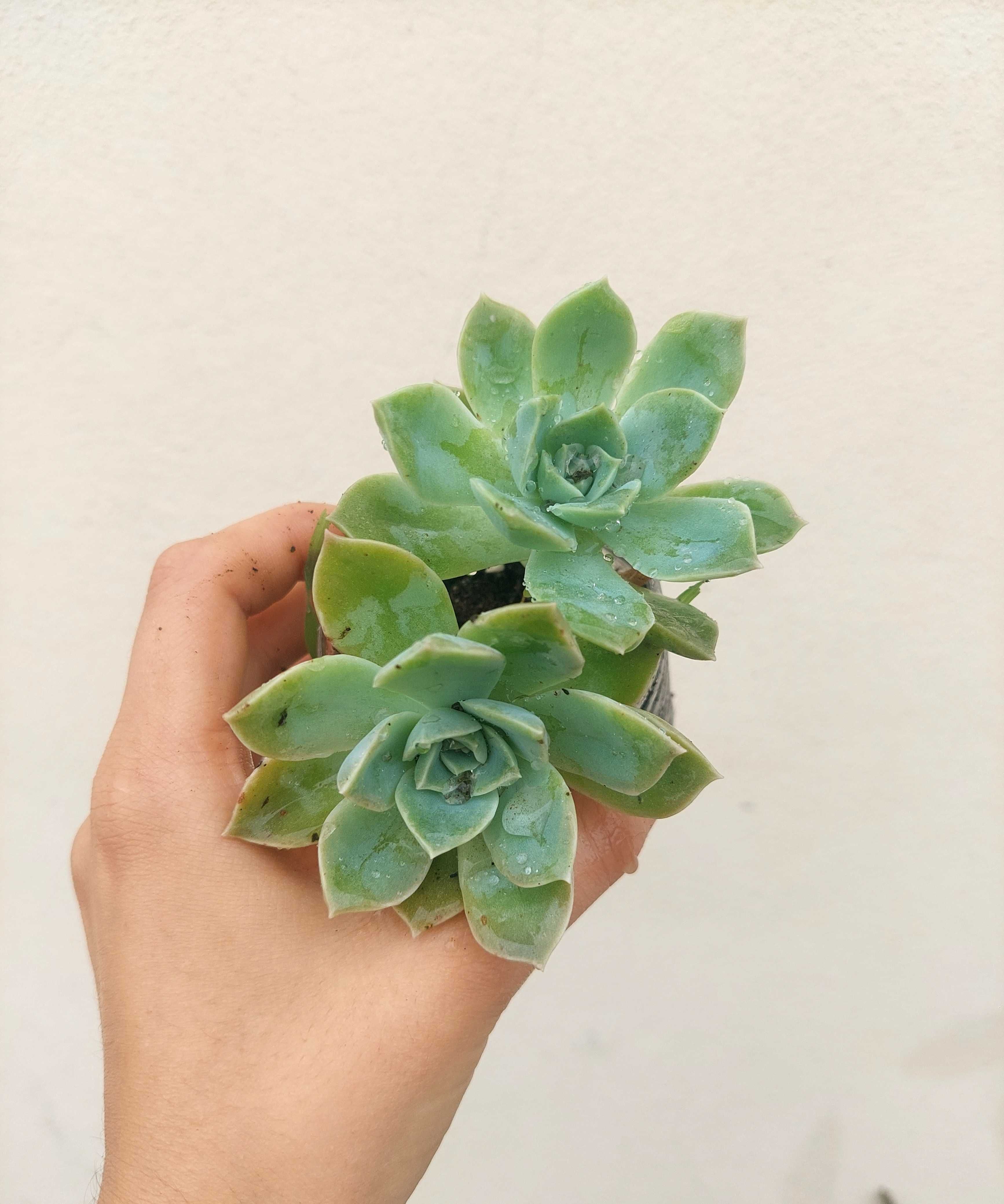 Suculenta Echeveria