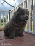 Chow Chow suka niebieska