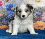 Border Collie suczka CORA