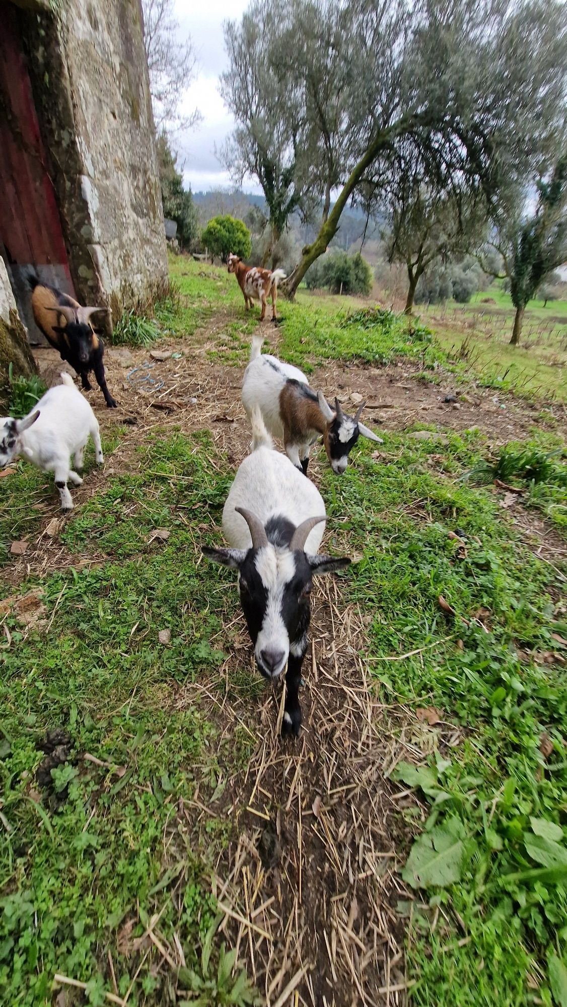 Cedo cabras anãs