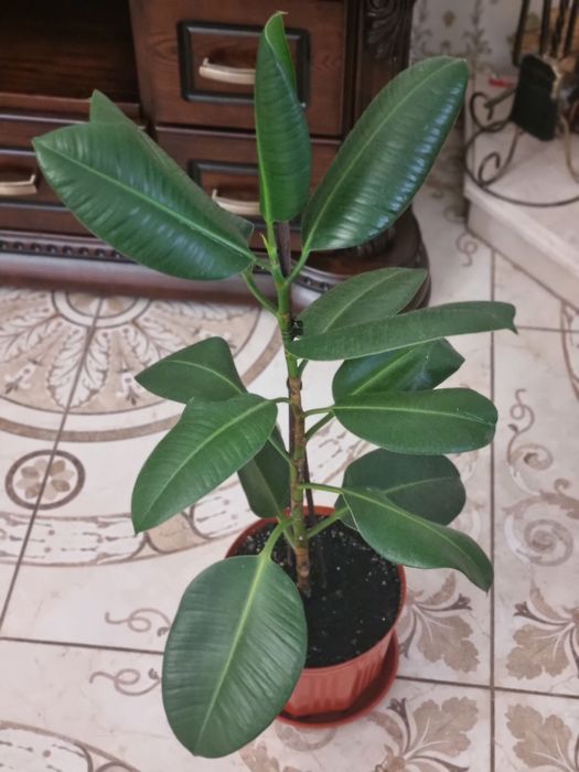 Продам або обміняю Фікус