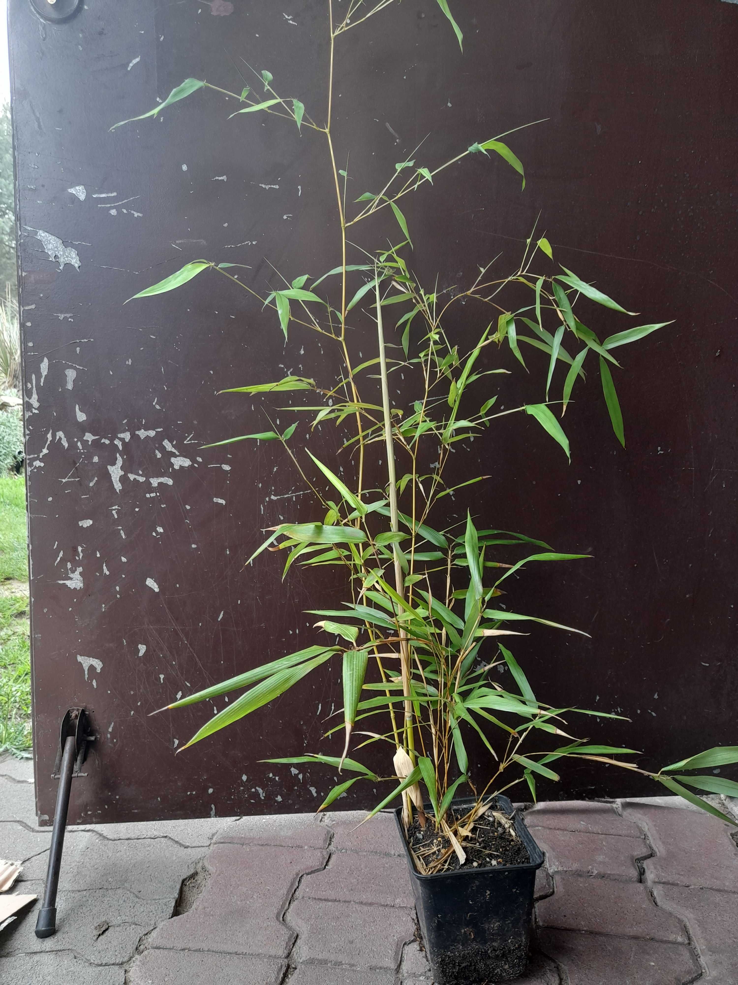 BAMBUS drzewiasty zimozielony mrozoodp. (Phyllostachys) szybkorosnący