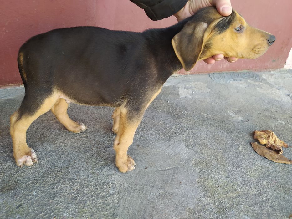 Цуценята породи руська гонча