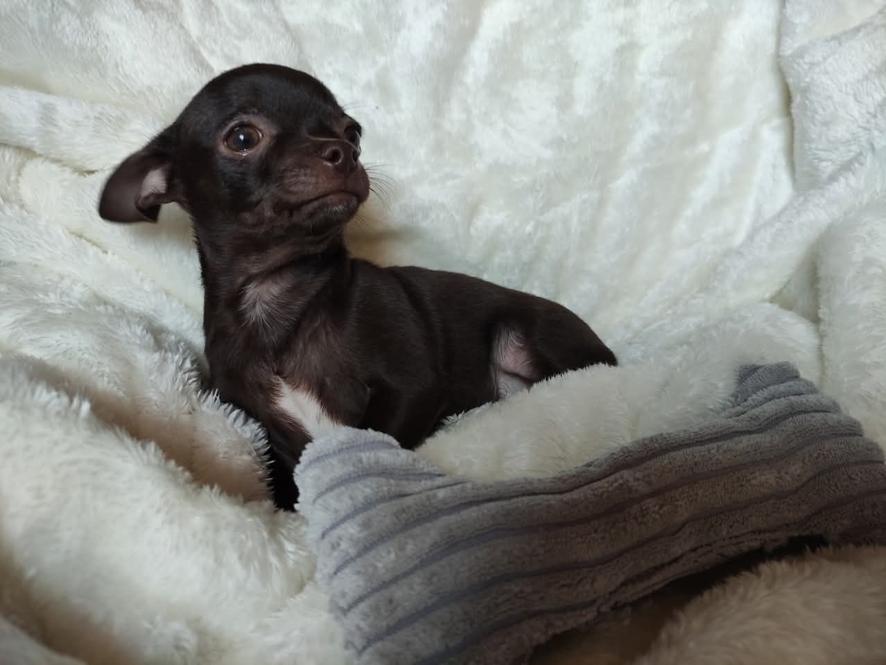 Cudny malutki piesek Chihuahua gorzka czekolada. GOTOWY DO ODBIORU.