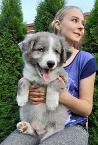 Piesek Border Collie