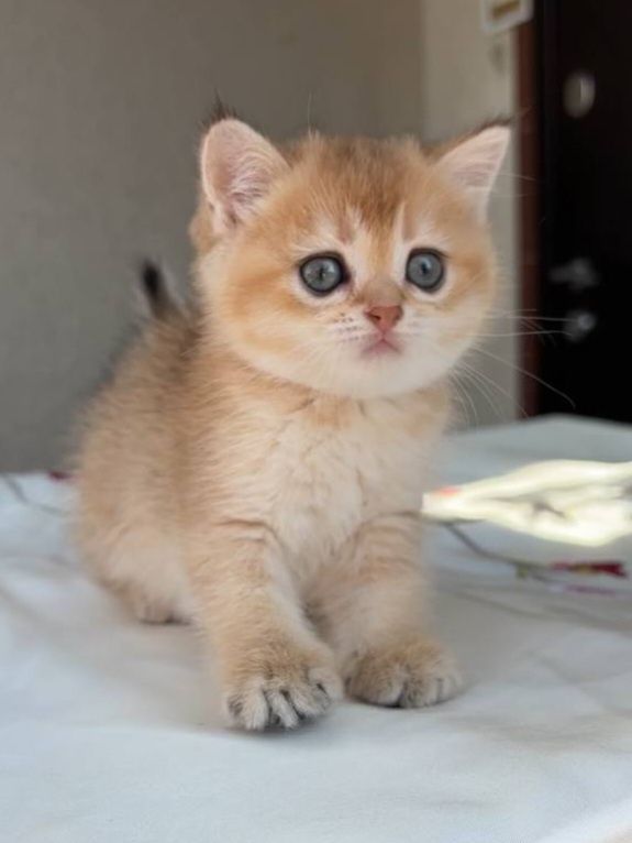 Шотландські кошенятка