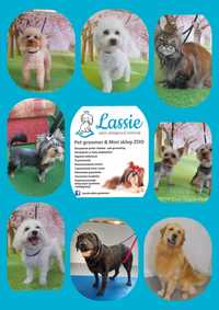 LASSIE salon pielęgnacji zwierząt, psi fryzjer Groomer strzyżenie, spa