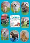 LASSIE salon pielęgnacji zwierząt, psi fryzjer Groomer strzyżenie, spa