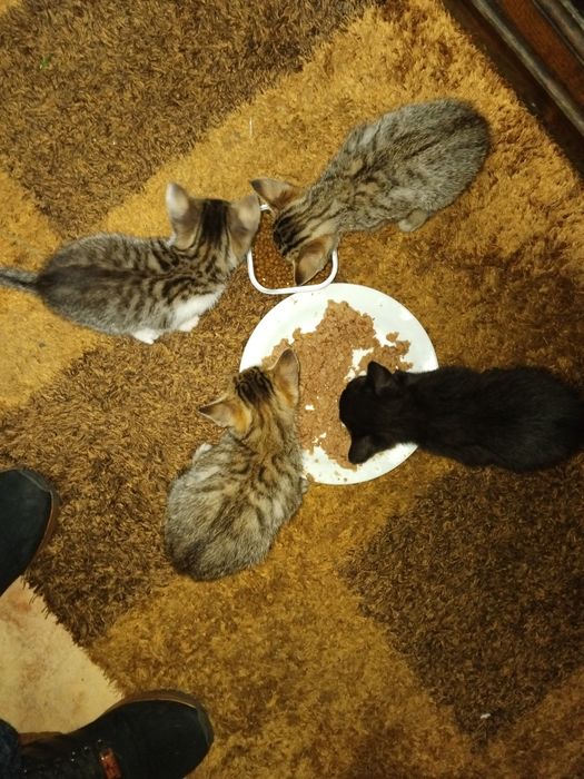 Dou gatinhos meigos e fofos