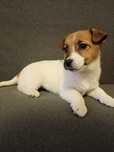 Jack Russell terrier ZkwP FCI