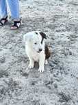 Border collie valor so hoje