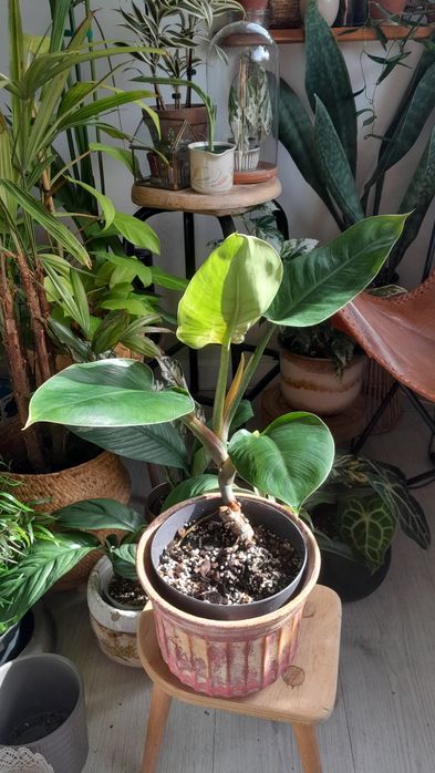 Filodendron erubescens imperial green