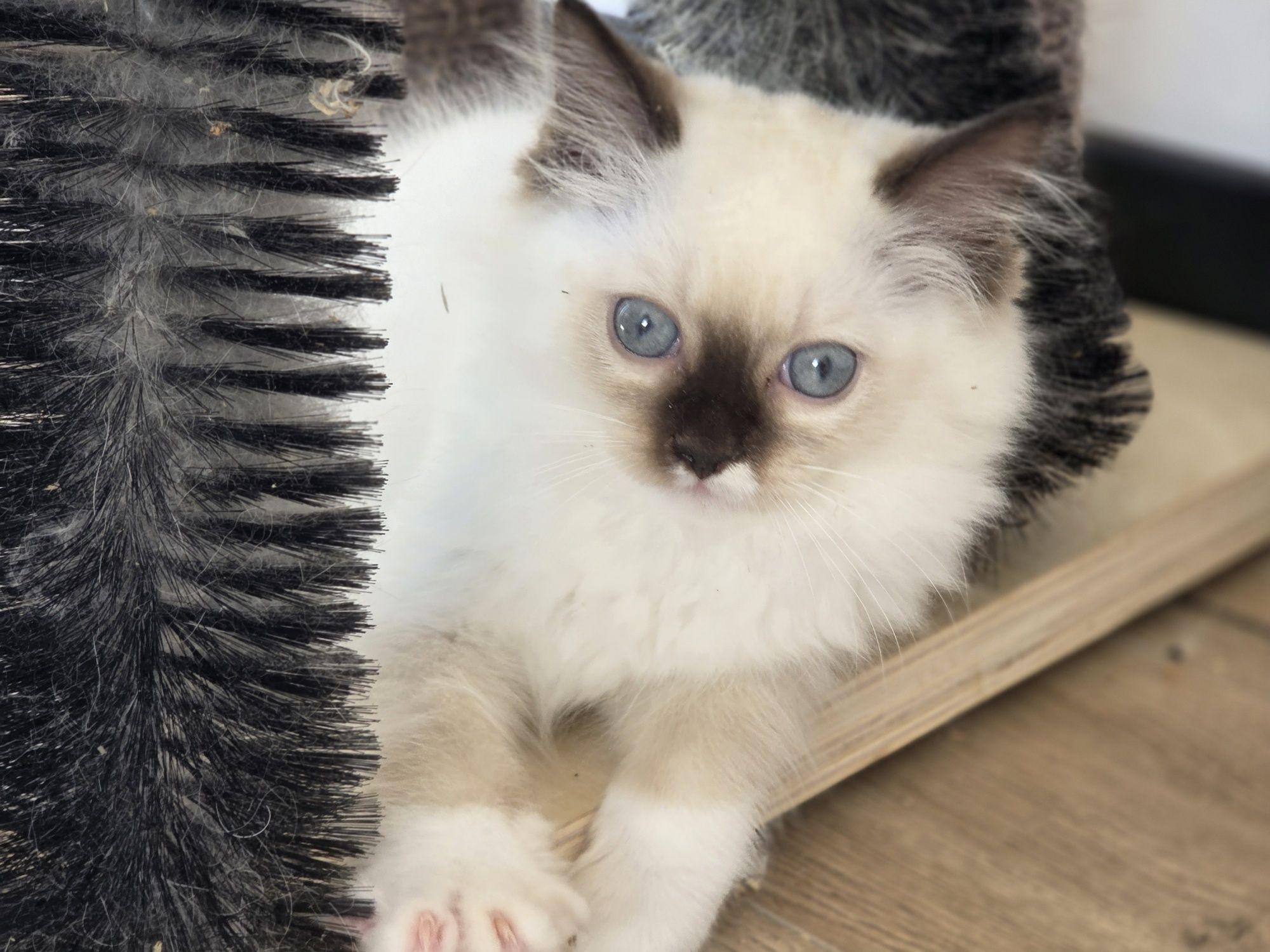 Kotek RAGDOLL kotka