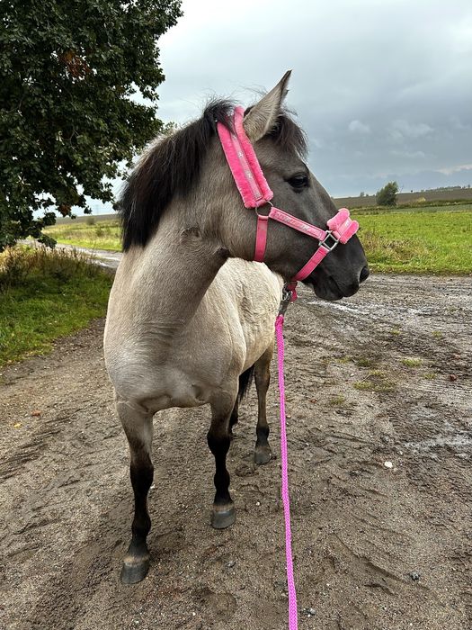 Sprzedam 6 letnią klacz kp
