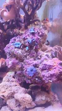Akwarium morskie koralowiec discosoma