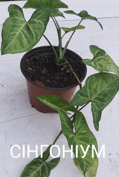 комнатные цветы/квіти/рослини