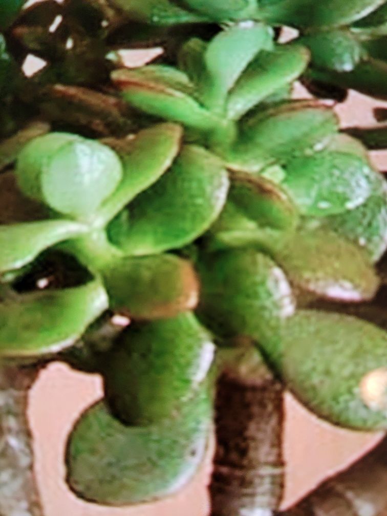 Денежное дерево "Crassula ovato"