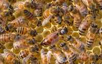 Бджолині островні матки(бакфаст,карніка, лігустіка, данкл) з Німеччини