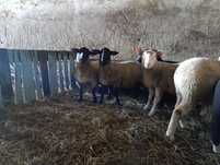 Tryki barany hodowlane suffolk (licencja hodowlana)
