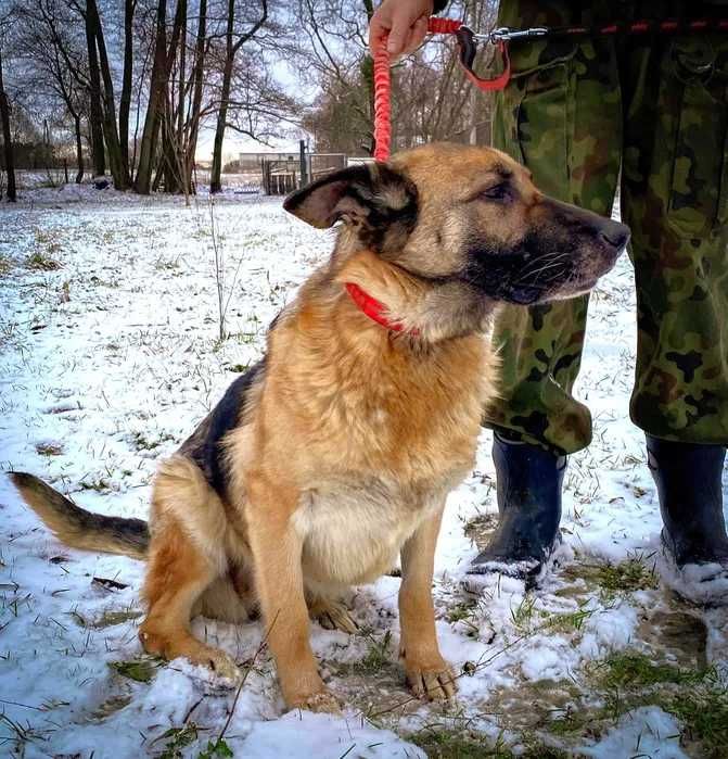 Suzi - przemiła sunia, która potrzebuje swojego człowieka