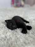 Кошенята кошеня кіт котик 1 місяць і тиждень