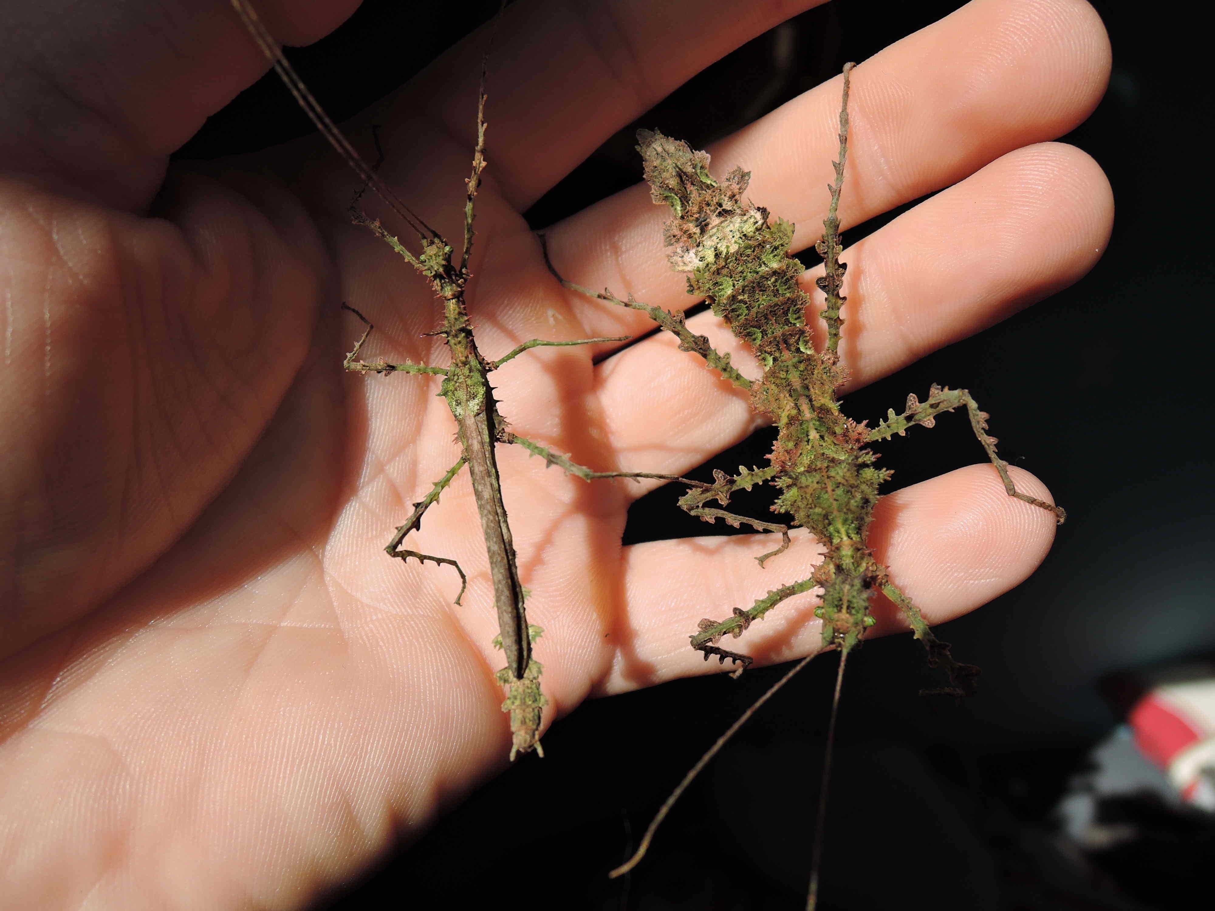 straszyki, patyczaki Teraxipus samarae