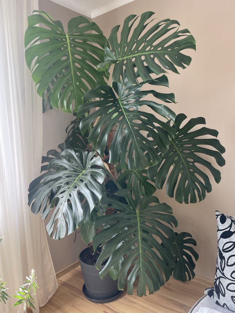 Monstera gigant