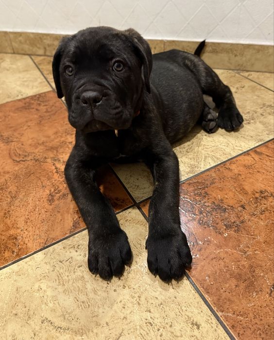 Cane corso samiec z rodowodem