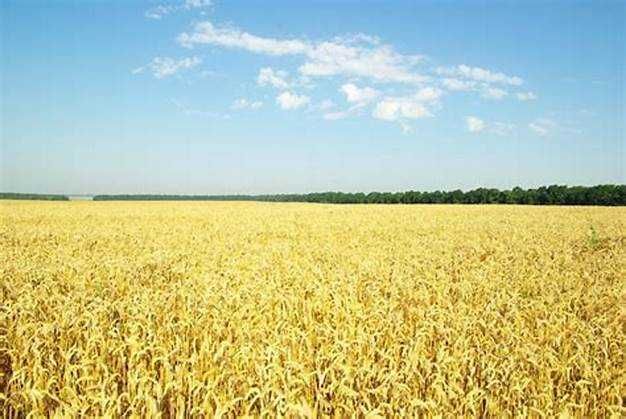 земельний пай сільськогосподарського призначення в черкаській області