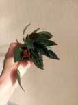 Planta Peperomia caperata 'Rosso'