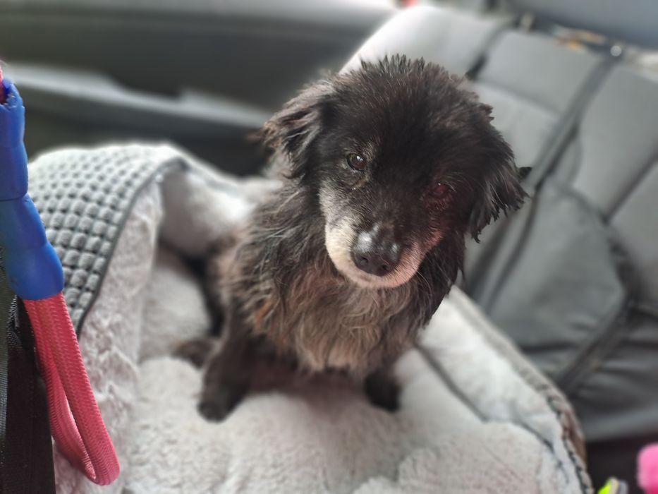 Misio.     6kilo pieska szuka domku