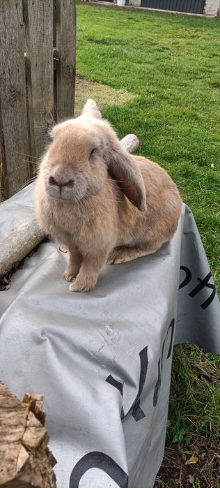 Królik samica ..
