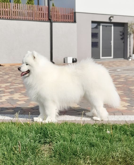 Samoyed samojed piesek do odbioru!