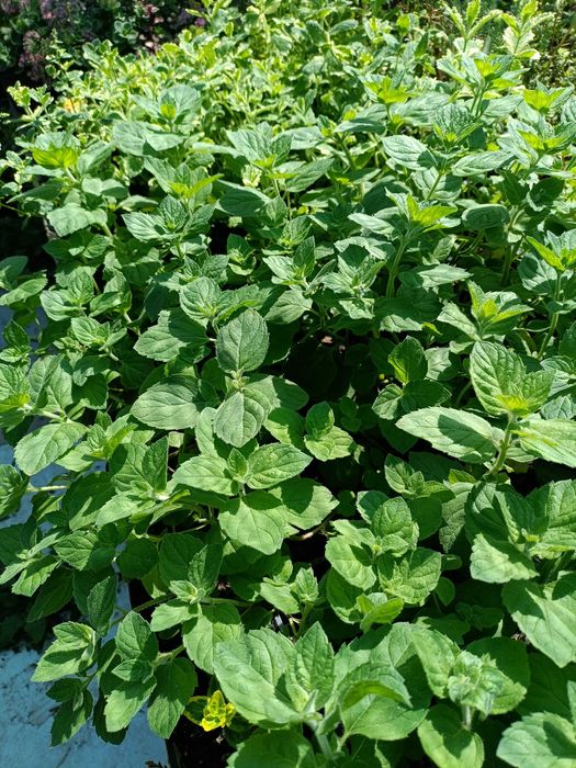 М'ята 10 видів.  Саджанці. Пряні трави