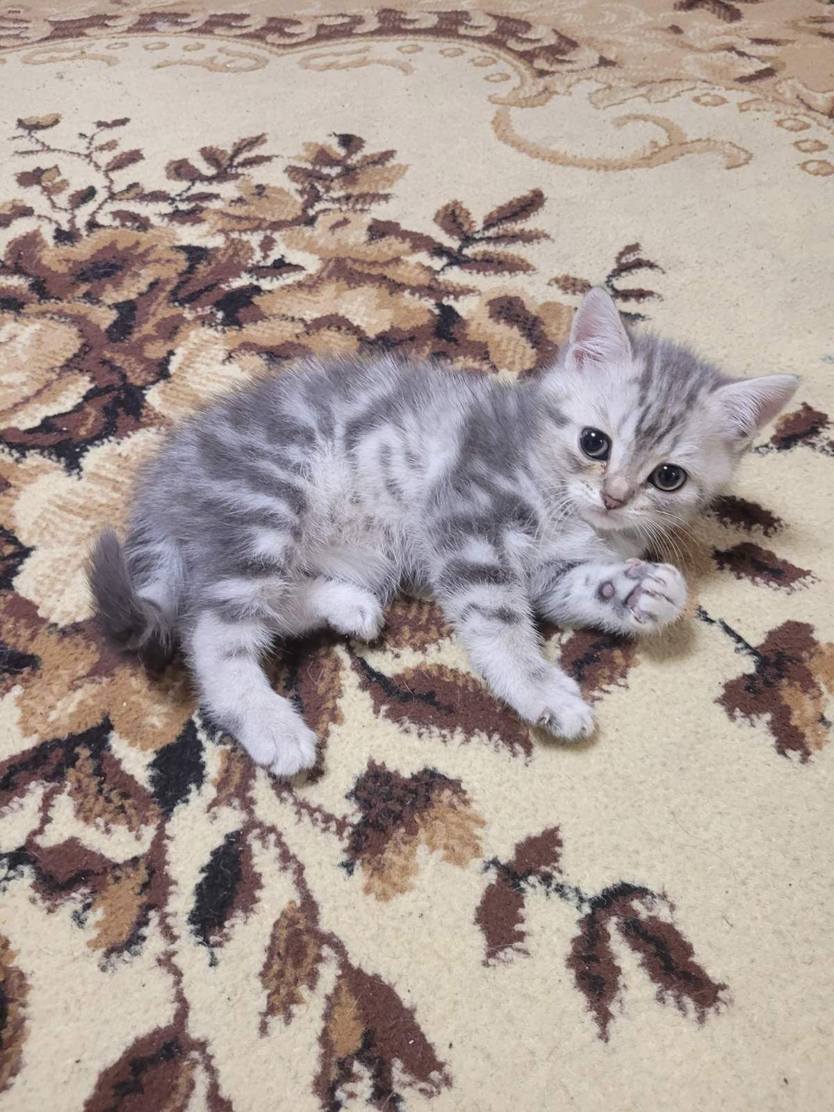 Котята  Scottish Fold