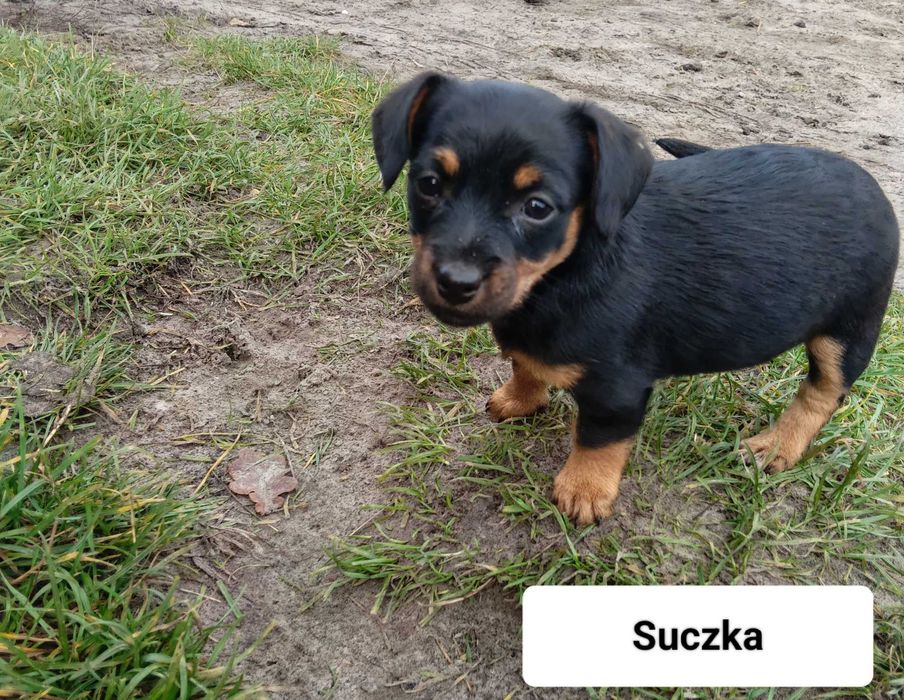 Oddam pieski za darmo