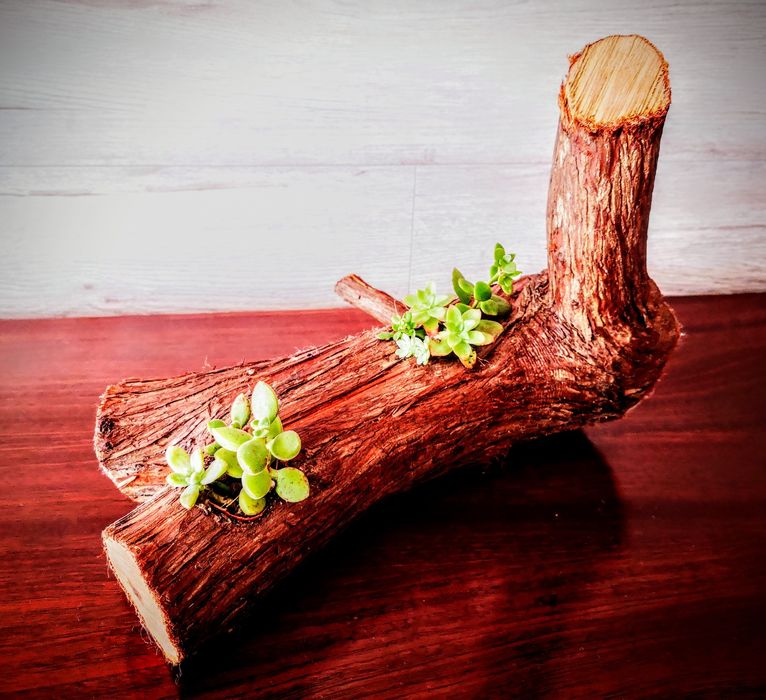 Natureza dentro de casa