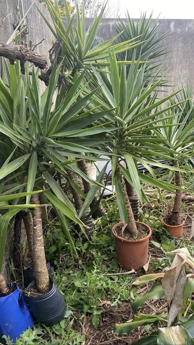 Plantas yucas para jardim