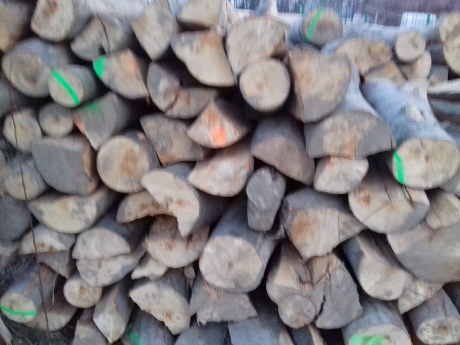 Drzewo Bukowe Polecam