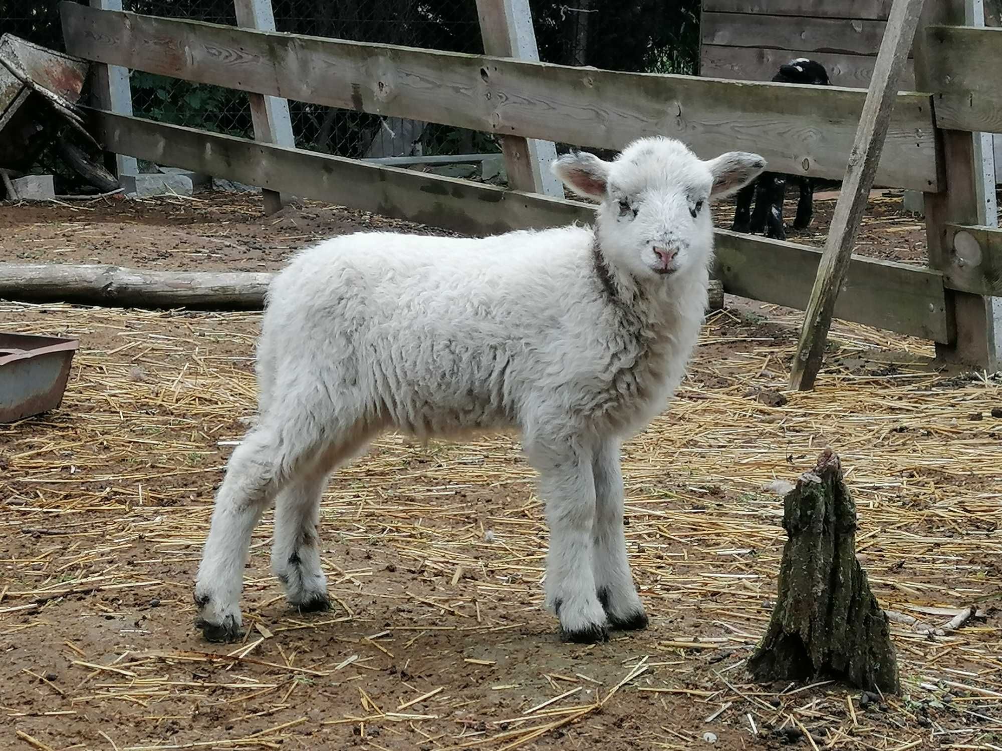 Jagnięta po angielskim baranie rasy herdwick (okazja!)
