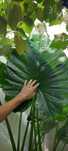 Alocasia 170cm em vaso - Planta de interior e exterior