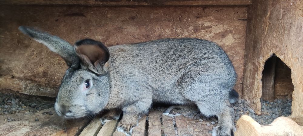 Продам кроликов фландр