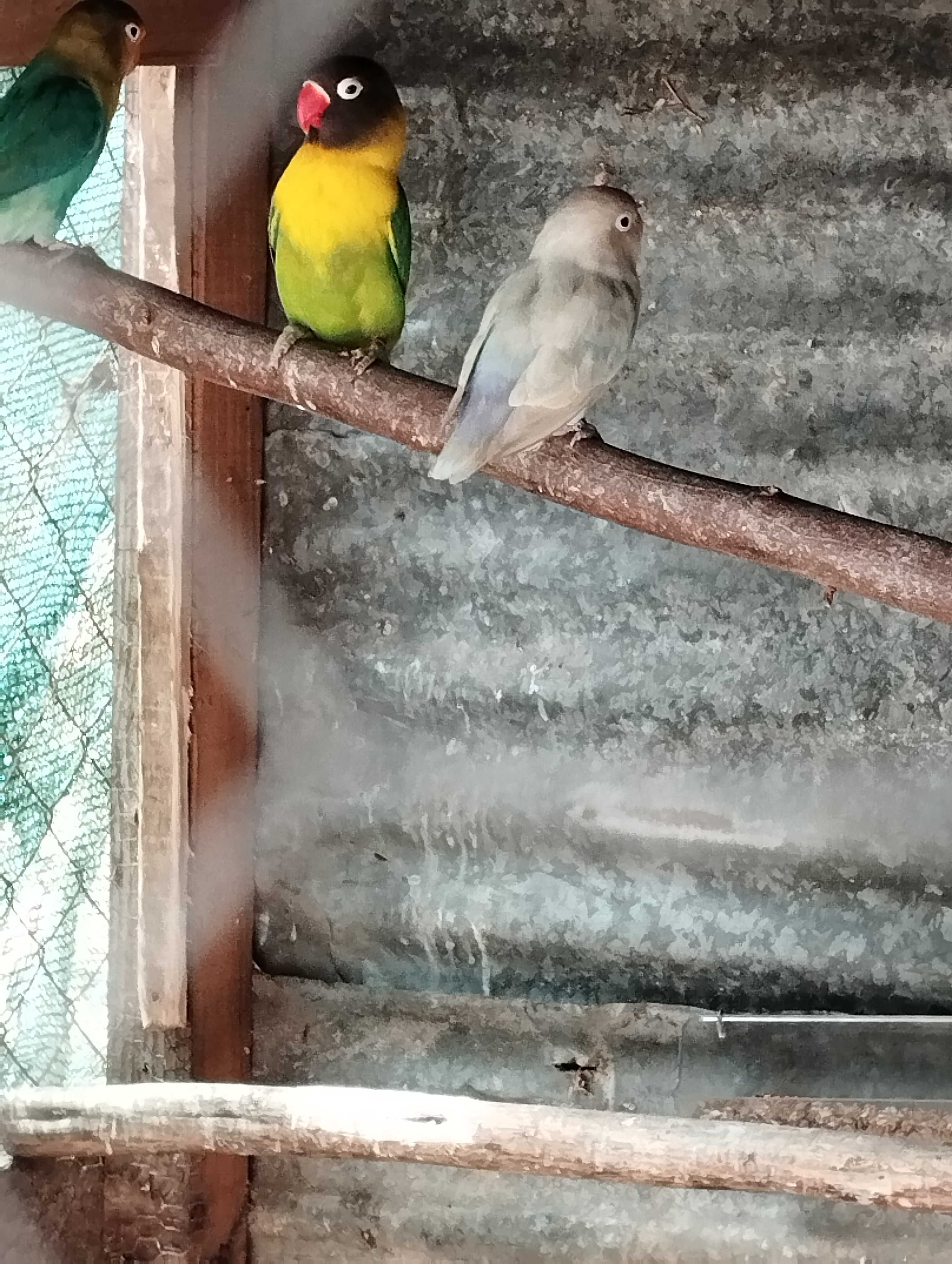 Vendo agapórnis ou troco
