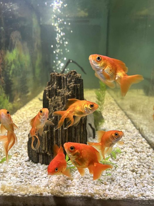 Sprzedam/zamienię welonki